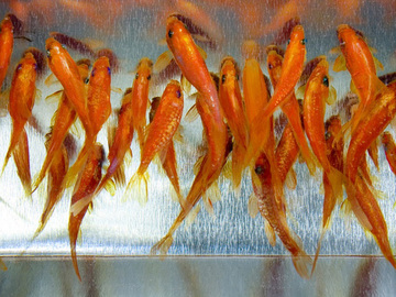 Порятунок золотої рибки