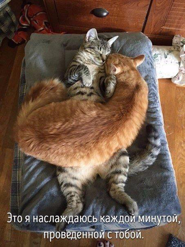 Животные совсем как мы