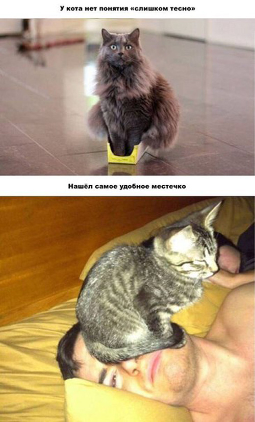 Железная логика котов
