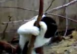 котячий стриптиз ))