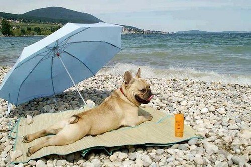 Собака - на пляже загорака