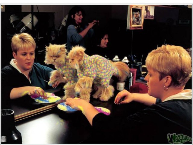 Раскрашенные коты