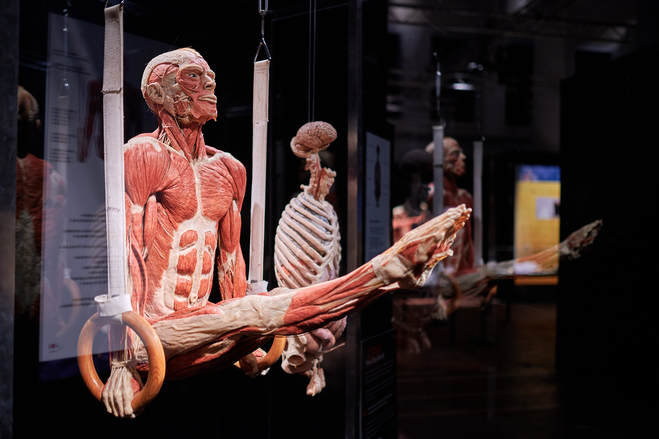 "Вселенная тела": 5 интересных фактов о всемирно известной выставке