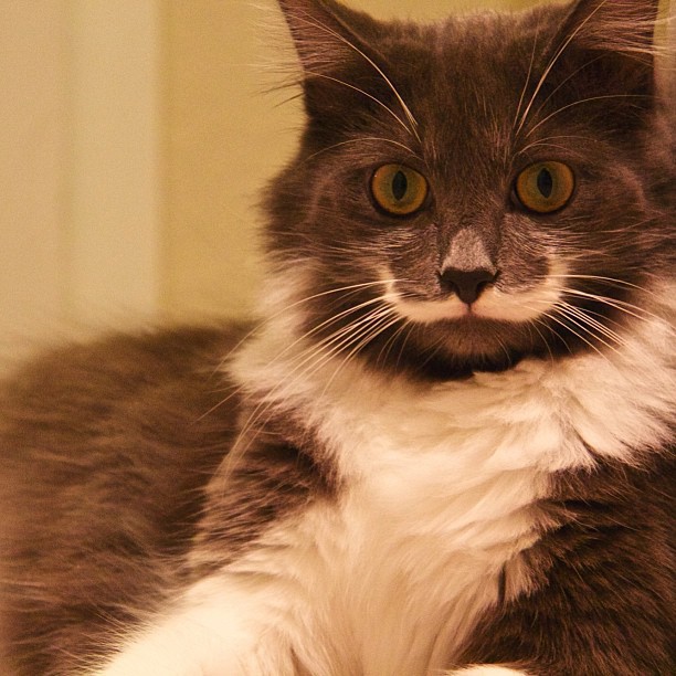 КотикиКотики