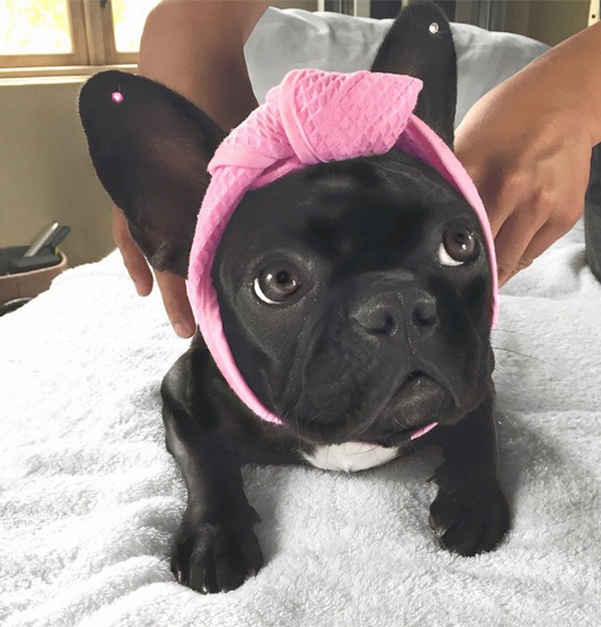 Айша Кинни (собака Леди Гаги)