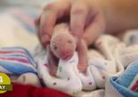 Первые дни жизни панд