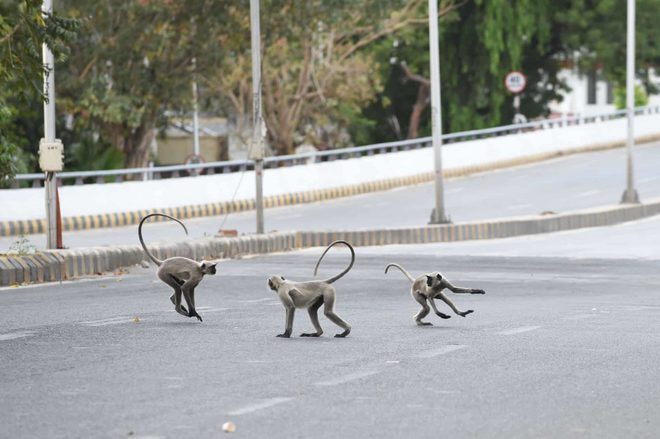 дикие животные на улицах городов