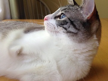Двулапый кот Ру - новая Instagram-сенсация