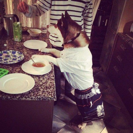 Мой хозяин - идиот!