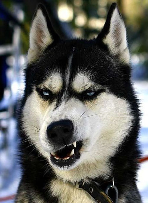 Смешная собака-кривляка