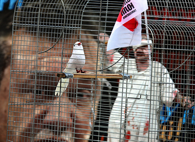 Тимошенко может принять помилование от Януковича