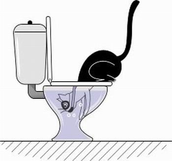 Что делает кошка в туалете?