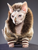 кошки сфинксы кошки сфинксы