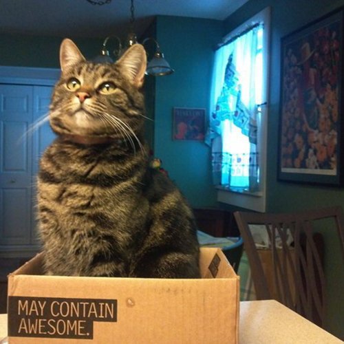 Обожатели коробок