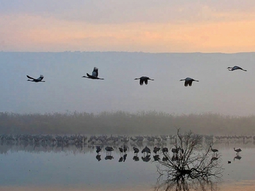Подорожуємо слідом за птахами: міграція журавлів