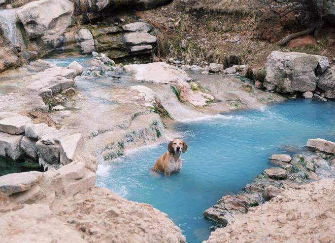 Невероятные приключения собаки-путешественницы Мэдди по Америке