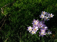Цветы в траве HD