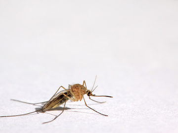 Народные средства от комаров: простые рекомендации