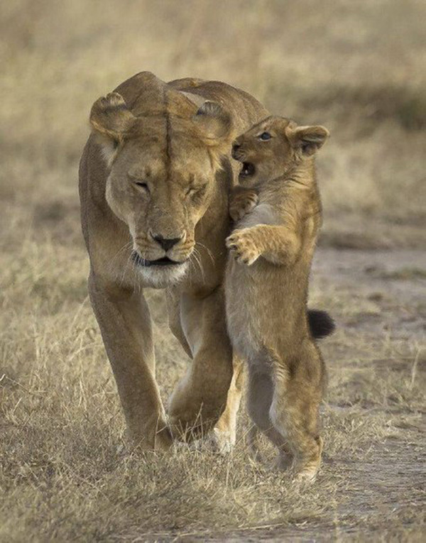 Очаровательный львонок