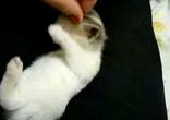 Игривое котятко