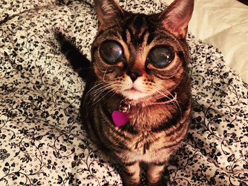Кошка-инопланетянка, которая “взорвала” Интернет