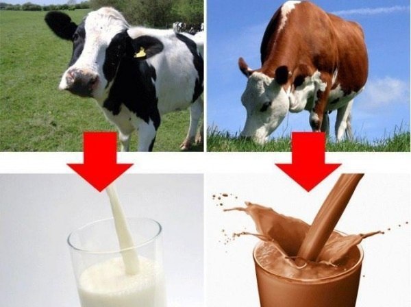 Секрет шоколадного молока