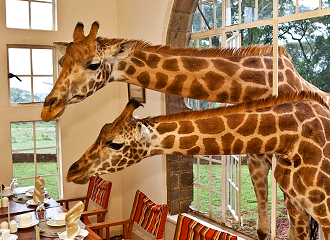 Де зустріти дику тварину: Жирафи в Кенії