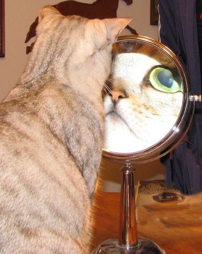 Смешные фото