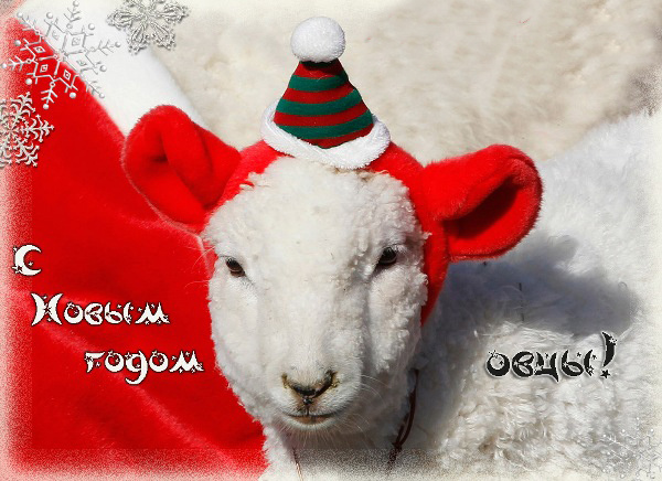 Милая открытка к Новому году овцы
