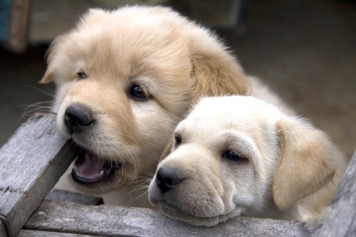 Кофки-Шабаки&Ко