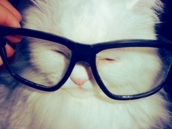 Пушистые котейки в очках