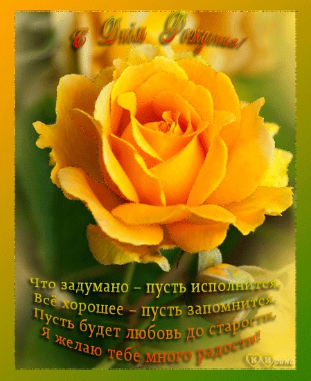 Роза ко дню рождения