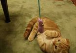 ХА! Кот из Шрека