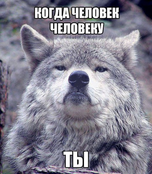 Подборка мемов от волка