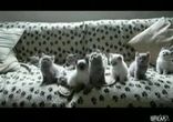 Кошки втыкают