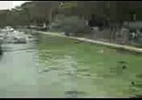 Пингвины в зоопарке