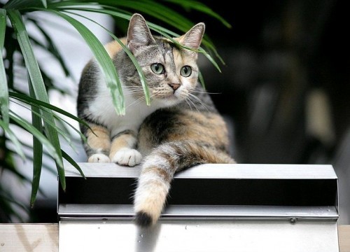 Пойми меняу