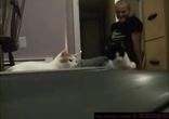 Котик наказал дорожку
