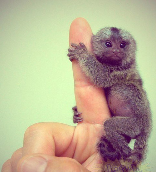 Самая маленькая обезьянка в мире