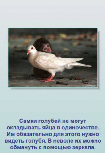 Неизвестные факты о животных