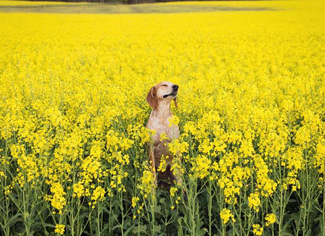 Невероятные приключения собаки-путешественницы Мэдди по Америке