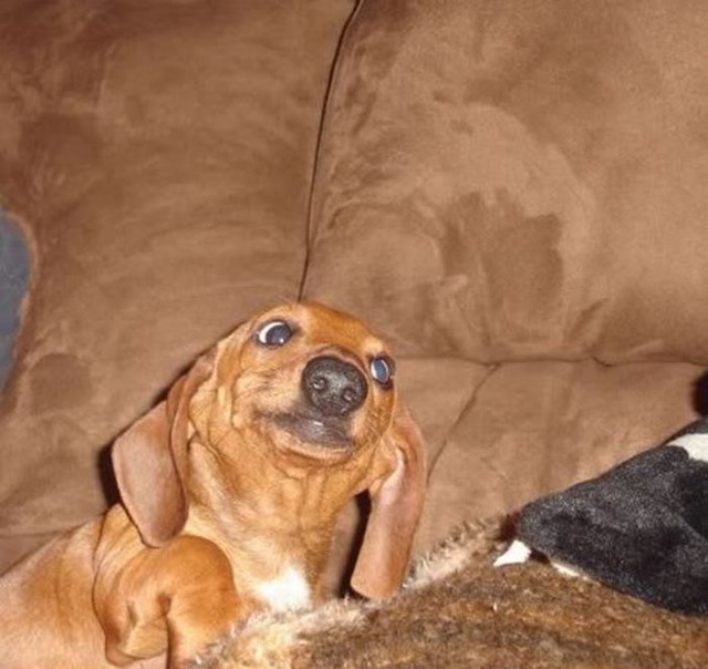 Самые смешные морды собак