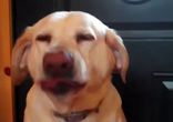 Собаке стыдно