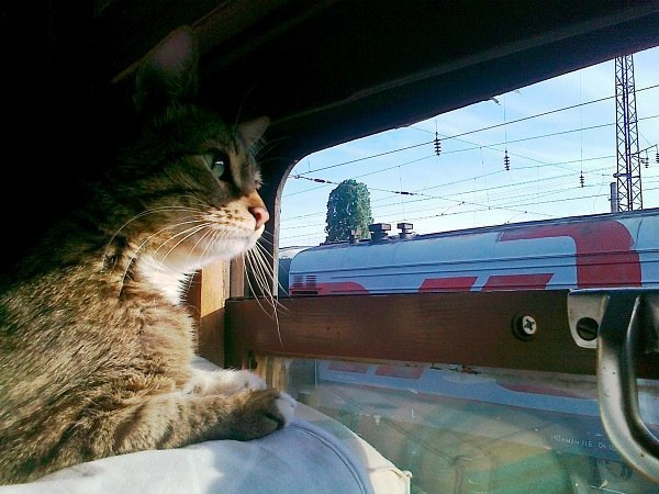 Няшки любят езить в поездах