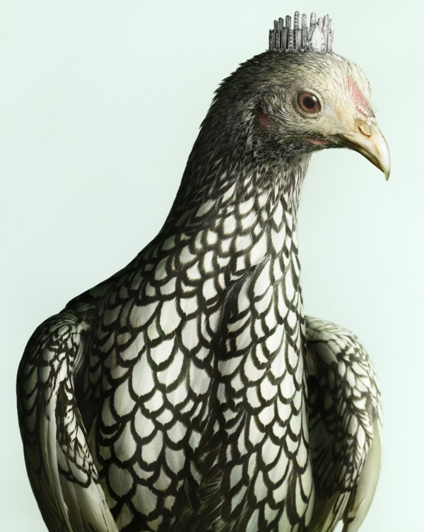 Гламурные цыпочки