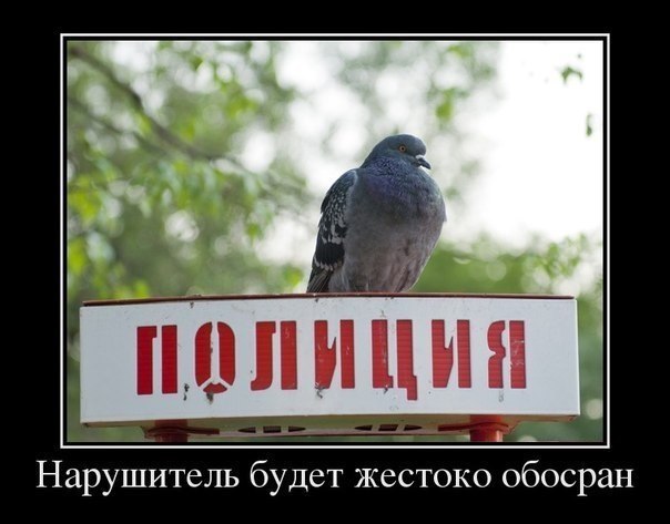 ТОП лучших демотиваторов