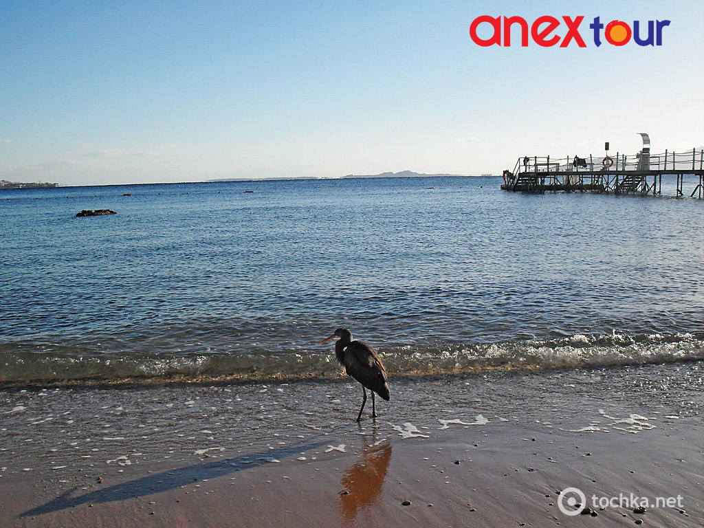 03 Шарм-ель-Шейх Sunrise Arabian Beach Resort