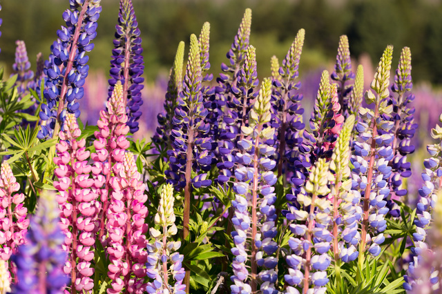 Весенние волчанки