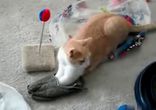 Кот и тапок