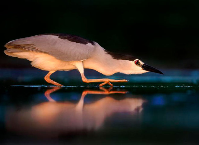 Bird Photographer Of The Year 2019